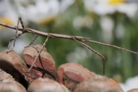 Le Phasme gaulois (Phasmatodea - Bacillidae - Clonopsis gallica)